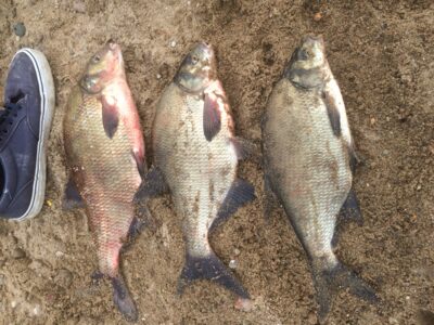 Carp bream ×3 — Neman River