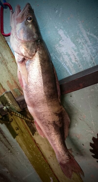 Pike perch, 1.6 kg — Kuršių
