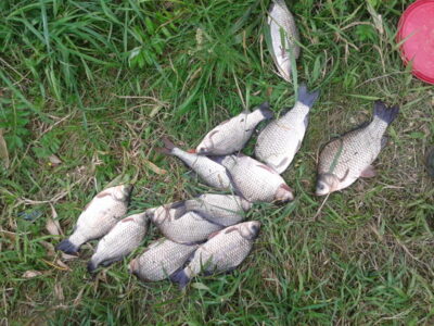 Prussian carp ×12 — Garliavos I-asis