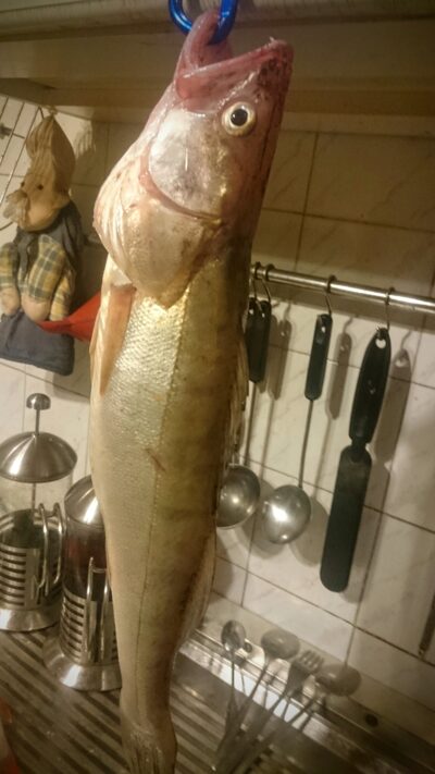 Pike perch, 1.4 kg — Kuršių