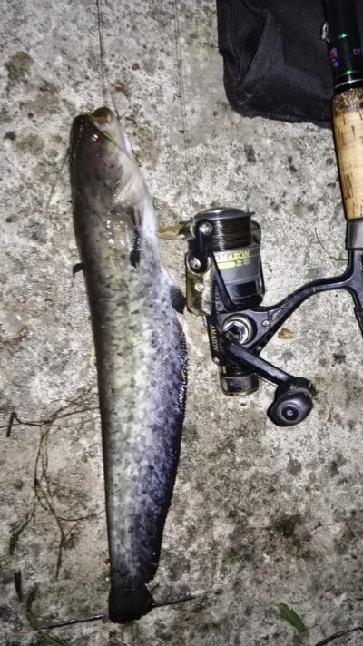 Wels catfish — Neman River