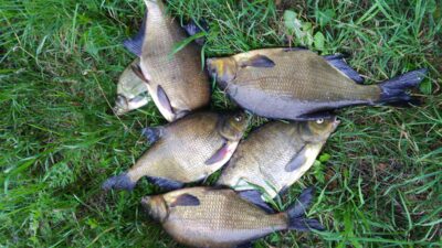 Carp bream ×6 — Drūkšiai