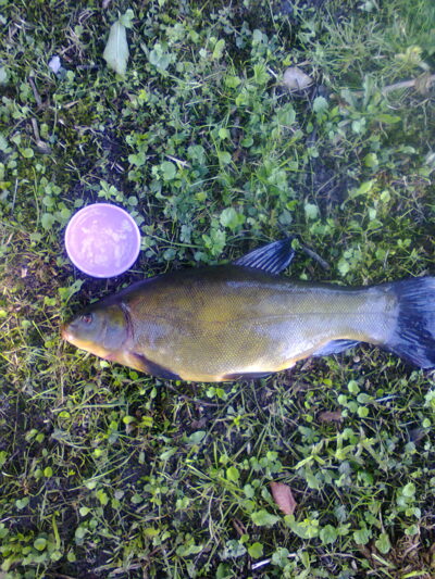 Tench, 1.2 kg — Mūša