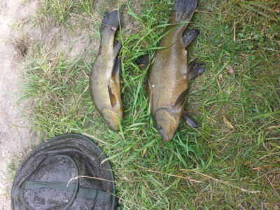 Tench