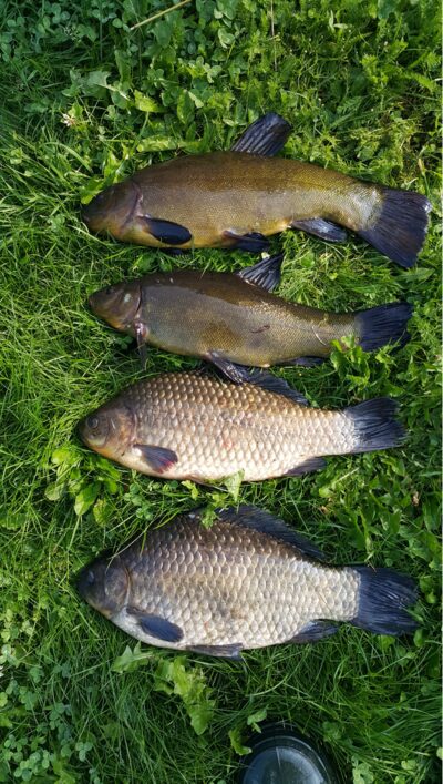Prussian carp ×4 — Andriškių