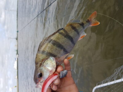 Eurasian perch, 0.4 kg — Kuršių
