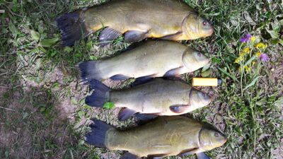 Tench ×4 — Klaipėdos