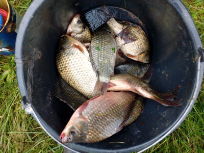Prussian carp ×12 — Laukuvos
