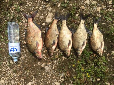 Carp bream ×5 — Neman River