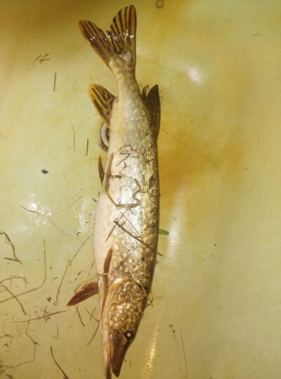 Northern Pike — Privat-See