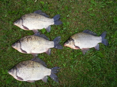 Prussian carp ×4
