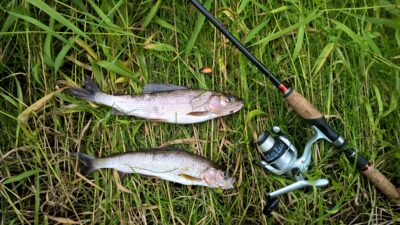 Grayling, 0.4 kg — Minija