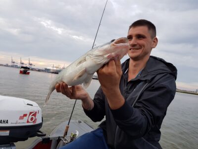 Pike perch, 1.7 kg — Kuršių