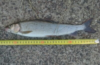 Grayling, 0.3 kg — Neris River