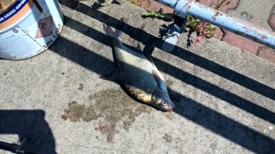 Carp bream