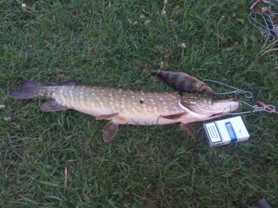 Northern Pike, 1.8 kg