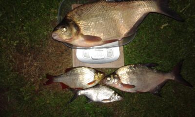 Carp bream, 1.5 kg — Kilučių