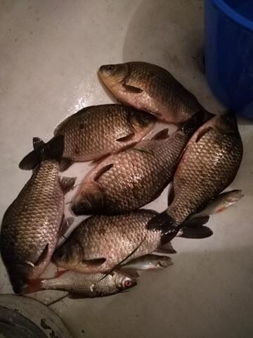 Prussian carp ×6 — Pociūnėlių