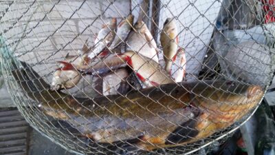 Tench, 1.6 kg — Dysnai