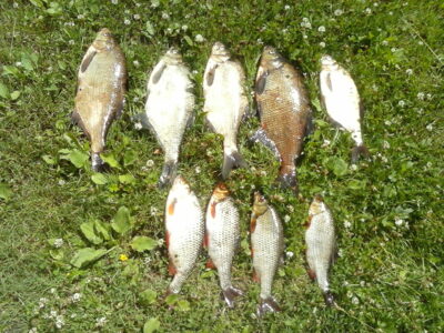 Carp bream ×5 — Dargaičių