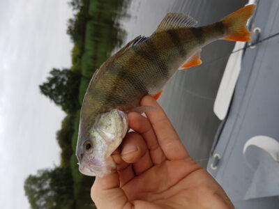 Eurasian perch — ATMATA