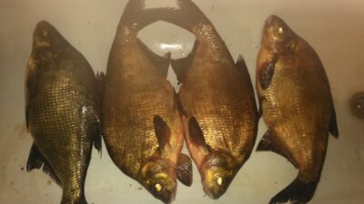 Carp bream ×4 — Drūkšiai