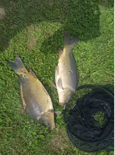 Mirror carp