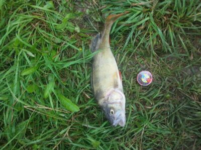 Eurasian perch, 0.7 kg — Garliavos I-asis