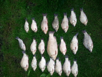 Prussian carp ×21 — Garliavos I-asis