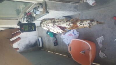 Northern Pike, 3.1 kg — Karvys