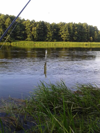 Northern Pike — Neman River
