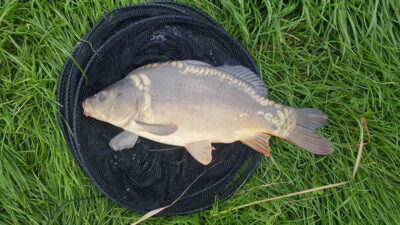 Mirror carp, 2.8 kg — Pikeliškiai