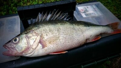 Eurasian perch, 0.4 kg — Kuršių