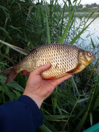 Rudd, 0.7 kg — Ekrano gamyklos