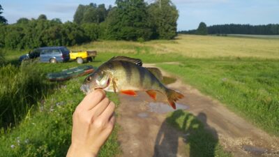 Eurasian perch — Andriškių