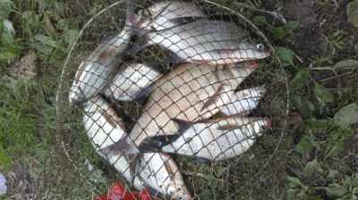 Carp bream ×8 — Spenglas