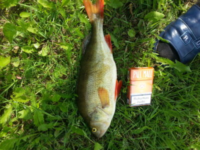 Eurasian perch, 0.8 kg — Širvintų