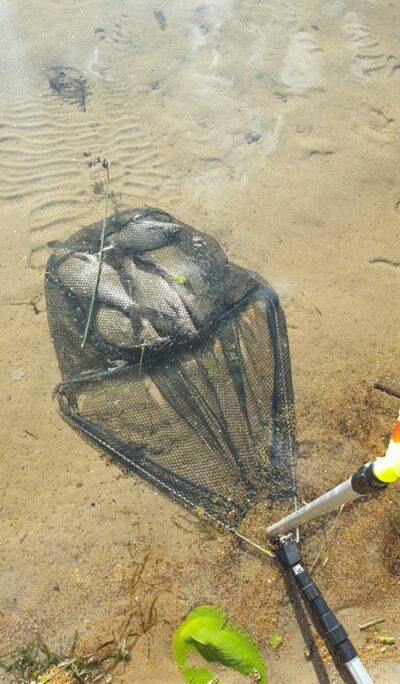Carp bream ×7 — Bijotė