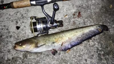 Wels catfish — Neman River