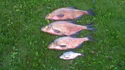 Carp bream ×3 — Kiemelių