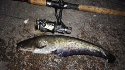 Wels catfish — Neman River