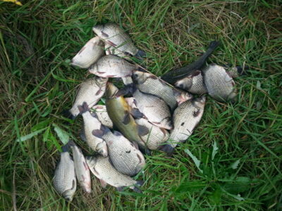 Prussian carp ×23 — Garliavos I-asis