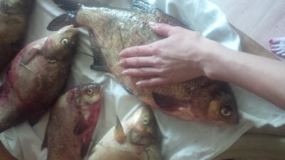 Carp bream ×6 — Neman River