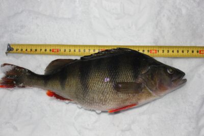 Eurasian perch, 1.1 kg — Ašakinis