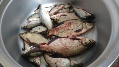 Carp bream, 2.3 kg — Asveja
