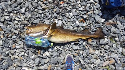 Atlantic cod, 7.0 kg