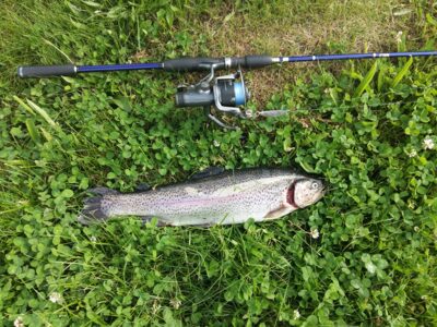 Ocean Trout