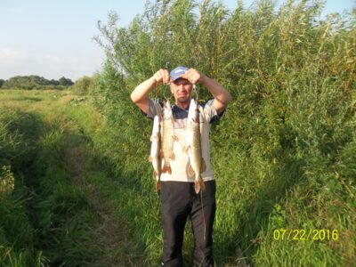 Northern Pike ×3 — Neman River