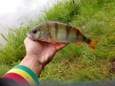 Eurasian perch, 0.3 kg — Laukuvos