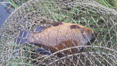 Crucian carp — Andriškių